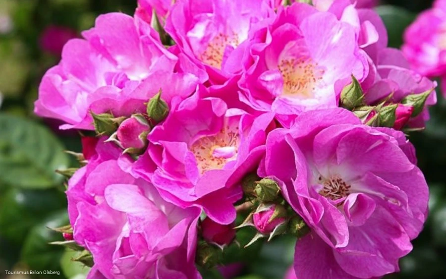 Küsterland Assinghausen Küsterland Assinghausen