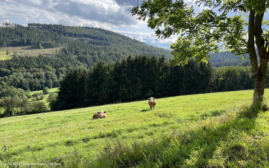 Wiesenlandschaft am H2 in Hemmighausen