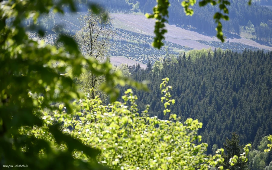 Ausblick auf einen Fichtenwald