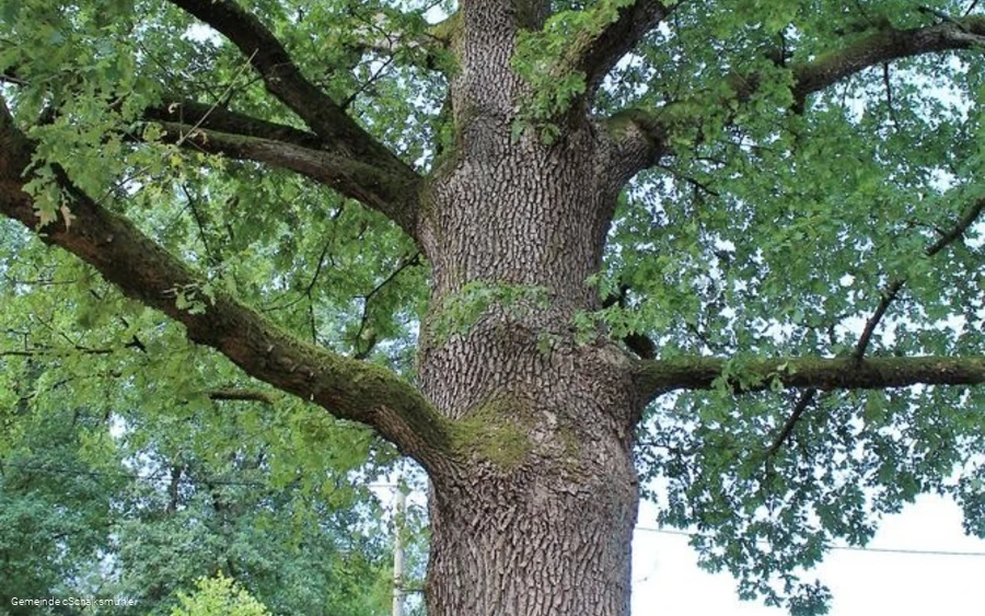 Als Naturdenkmal gekennzeichnet