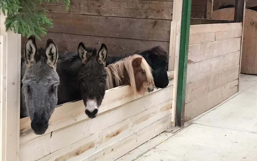 Gruppenfoto Shettys & Esel.jpg