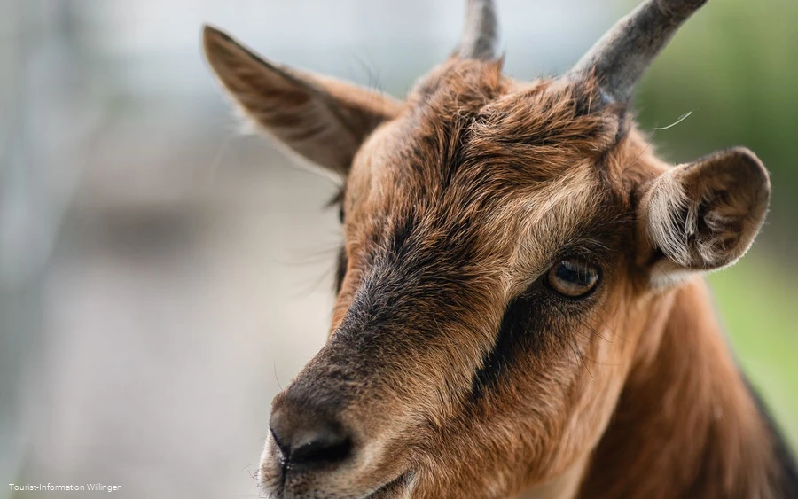 Ziege im Wild- und Freizeitpark Willingen