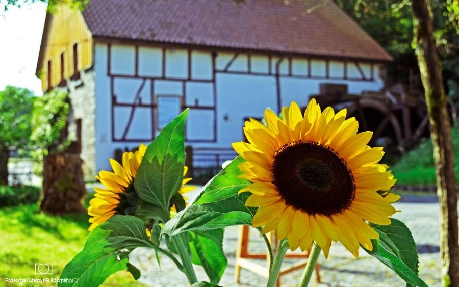 Heesfelder Mühle