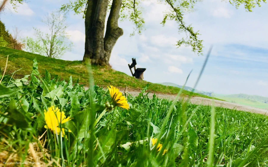 Ringwallweg Schwalenburg im Frühling