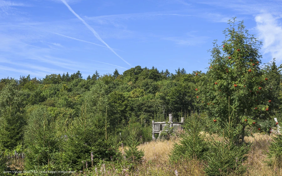 Wisent-Wildnis