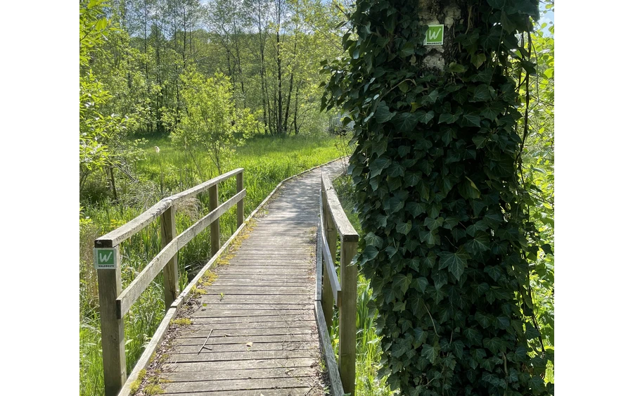 2024-05-11 SWR Bibertal - Ringelstein (bis Gestüt Wittekindshof) (c) Janine Plugge (11).jpeg