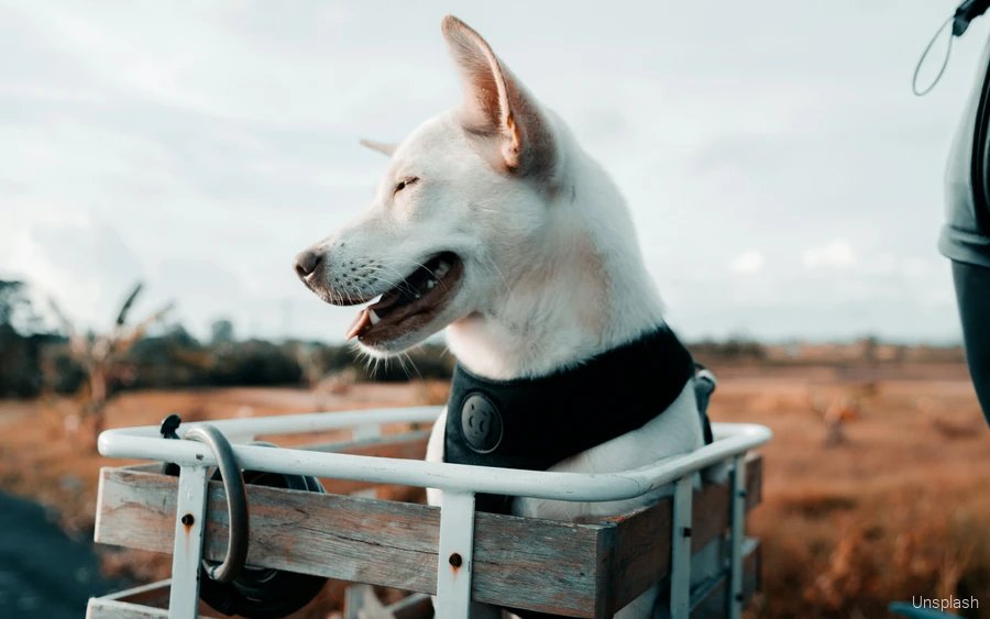 Ein Hund während einer Fahrradtour im Sauerland