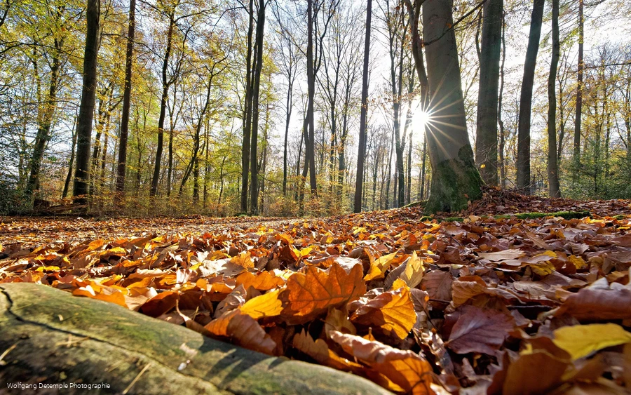 Herbstwald
