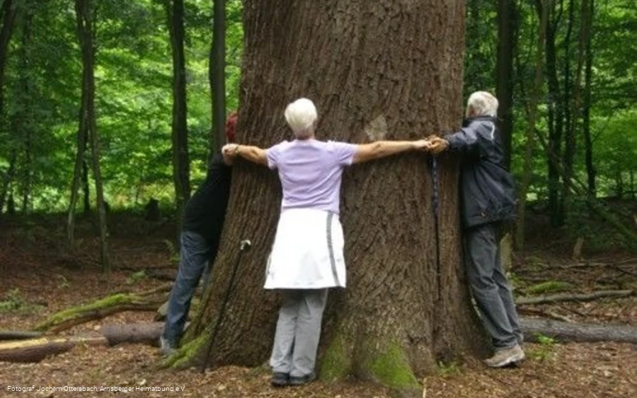 Umarmung Thiergarteneiche