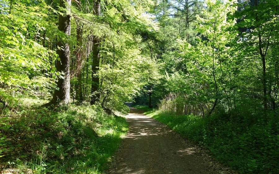 Mitten durch den Wald und die Natur führt der Trim