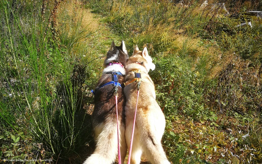Husky Trekking