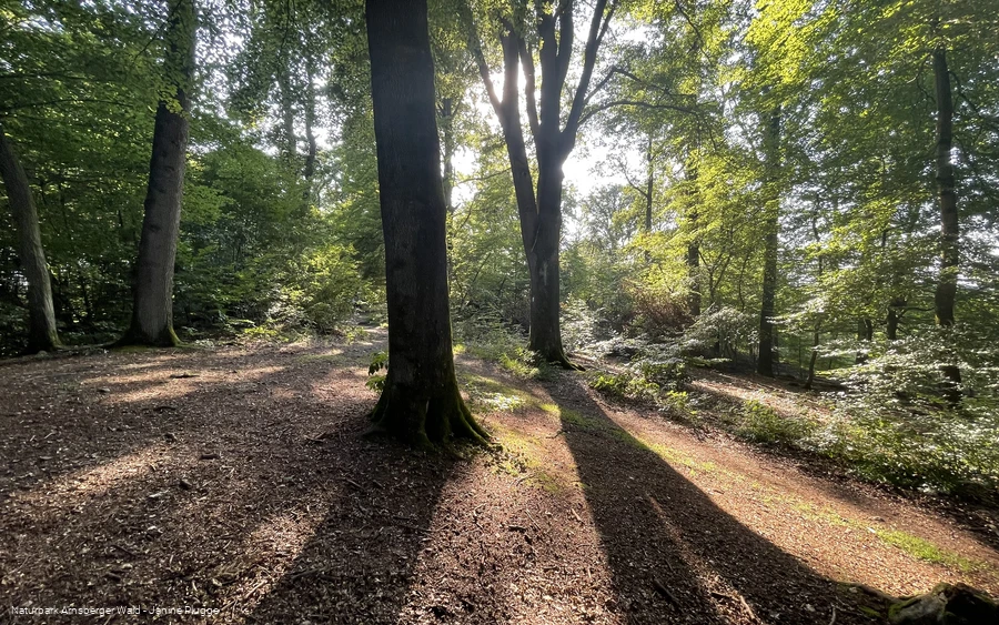 Fotos Waldbaden Reinhilde Türich, Möhnesee 30.07.2024 (c) Naturpark Arnsberger Wald - Janine Plugge (13).jpeg