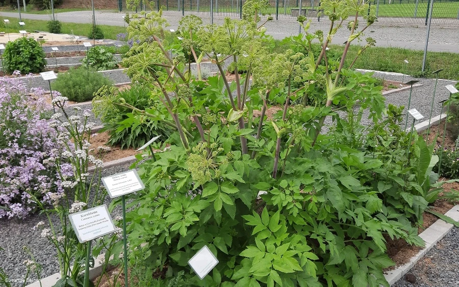 Heilpflanzengarten am RuhrtalRadweg