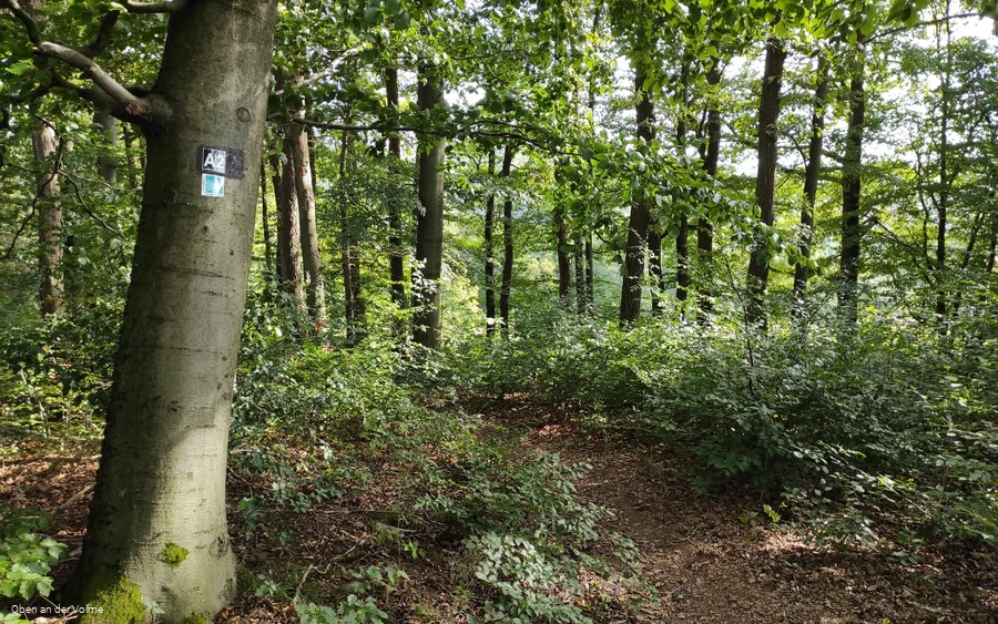 Wegeverlauf durch einen Buchenwald