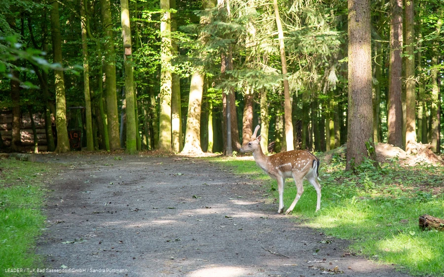 Waldbaden im Freiherr-von-Wintzingerode-Park (Bad Sassendorf) II