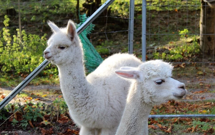 Es gibt immer etwas zu beobachten