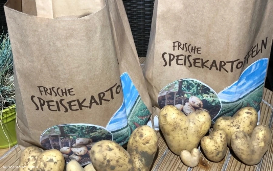 Frische Kartoffelernte