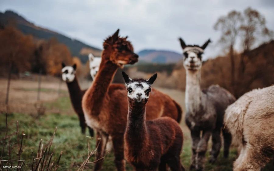 Alpaka Trekking