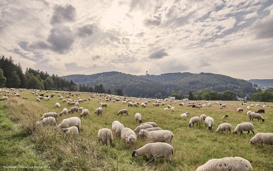 Schafherde, im Hintergrund der Ettelsberg