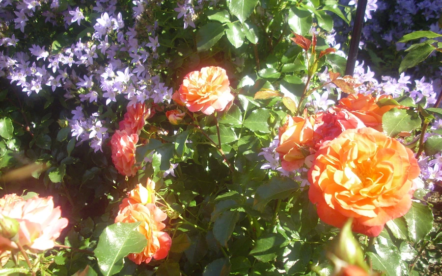 Rosen_Stauden_001.JPG Rosen_Stauden_001.JPG