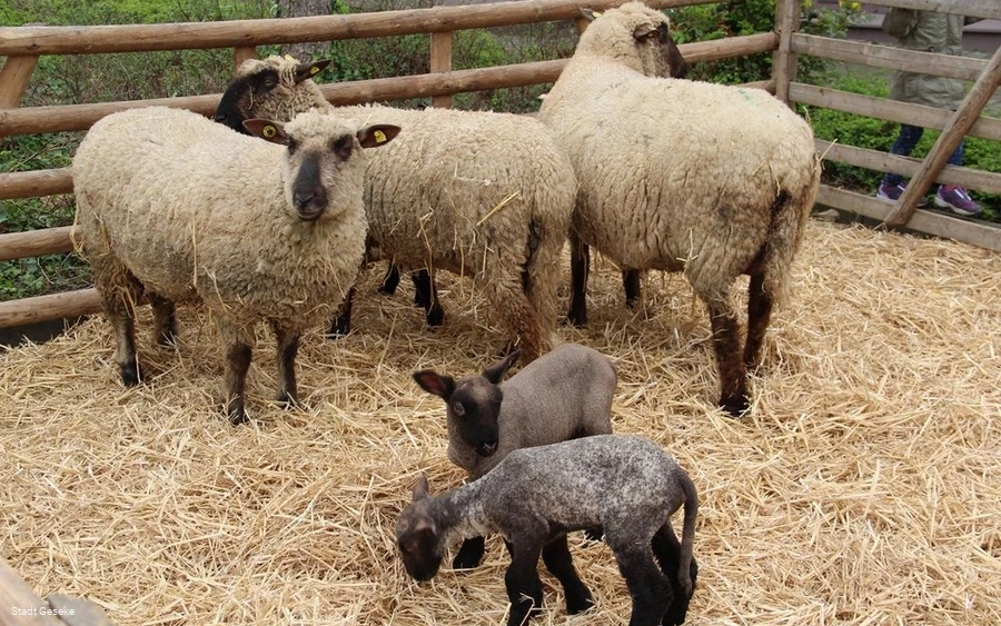 Vieh- und Krammarkt am Gösselkirmes Donnerstag Vieh- und Krammarkt am Gösselkirmes Donnerstag