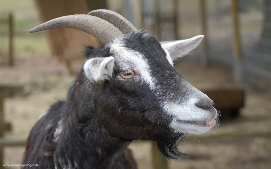 ziege_c__wild-und-freizeitpark-willingen.jpg.jpg