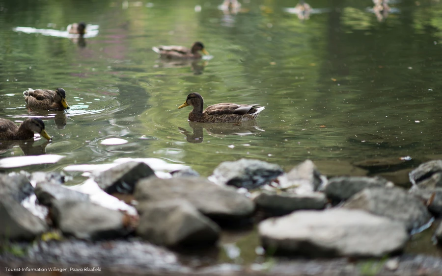 kurgarten-willingen-ententeich-paavo-blåfield.jpg