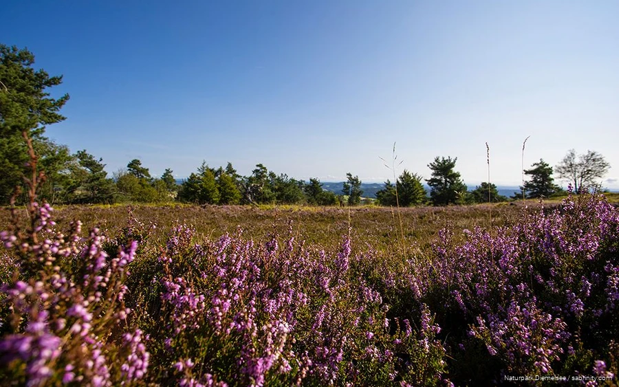 Ettelsberg_Hochheiden The high heath areas on the Ettelsberg are a great destination, especially in July and August.