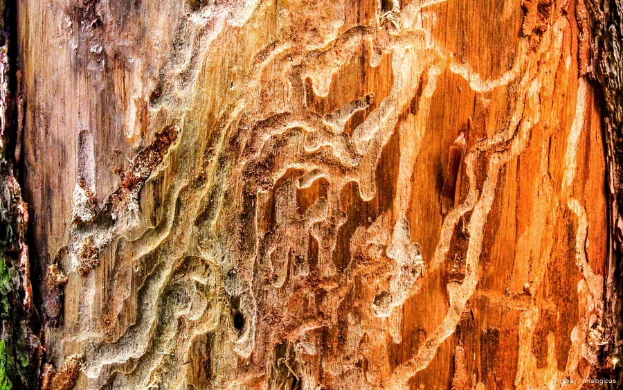 Close-up van de voedingssporen van de schorskever in een boom.