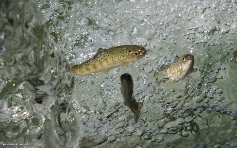 Forellen im Wasser Forellen im Wasser