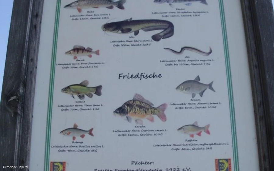 Fischbestand im "Altarm"