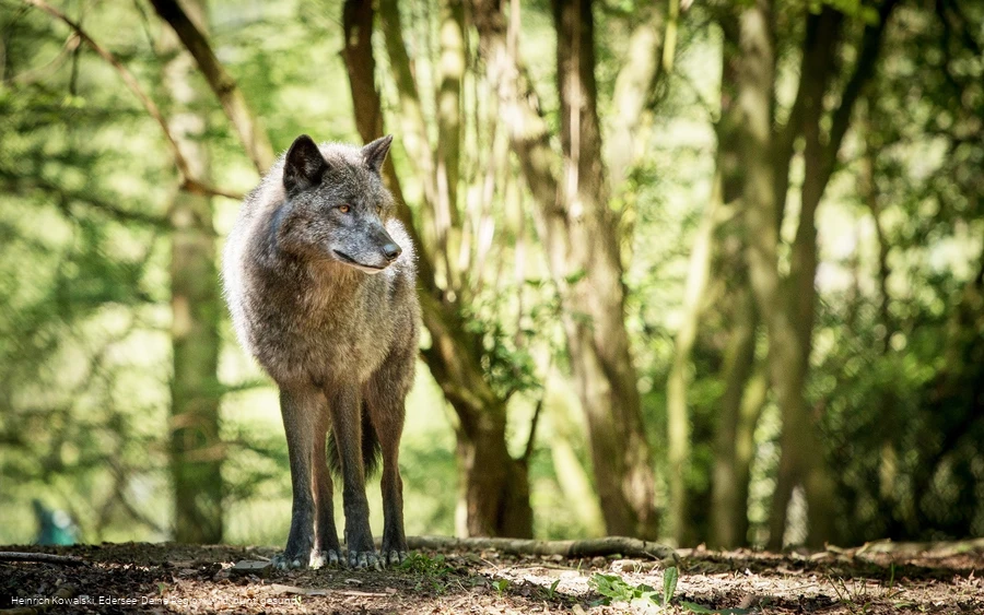 Der Wolf im Wildgehege des WildtierParks Edersee