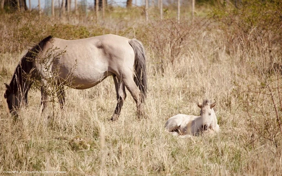 Pferd mit Fohlen Kleiberg