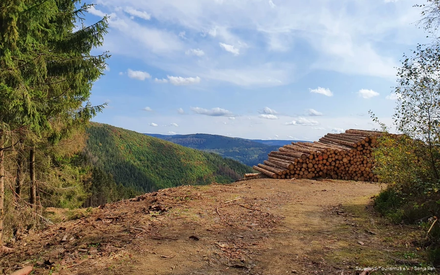 View of a section of forest after intensive forestry work due to the bark beetle calamity.