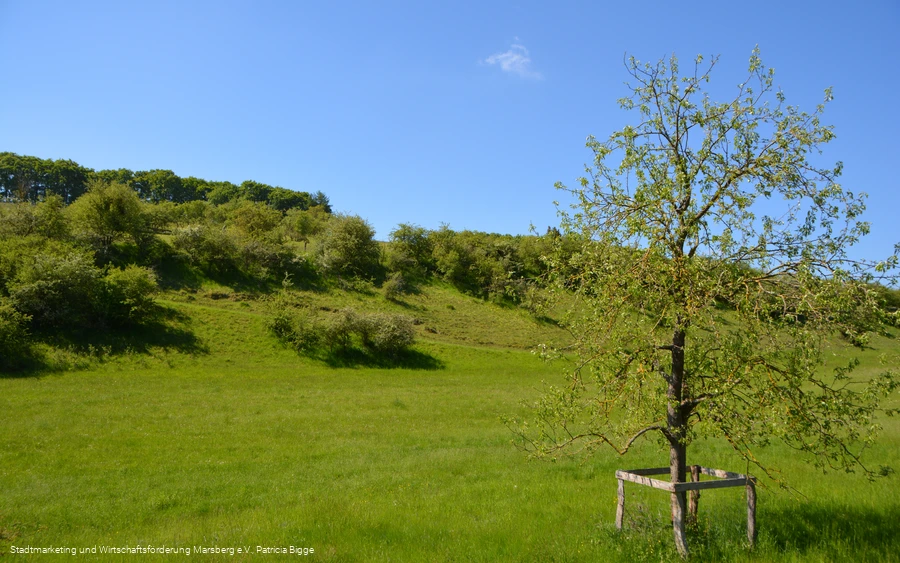 Glockengrund Udorf