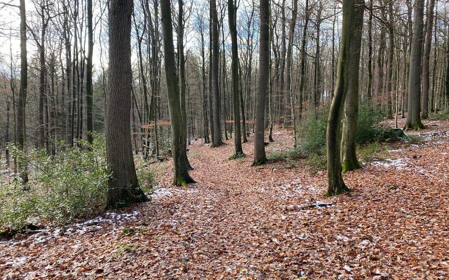 Naturbelassener Pfad