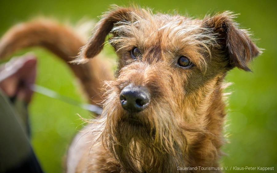 Ein Hund im Sauerland in der Natur während einem Urlaub