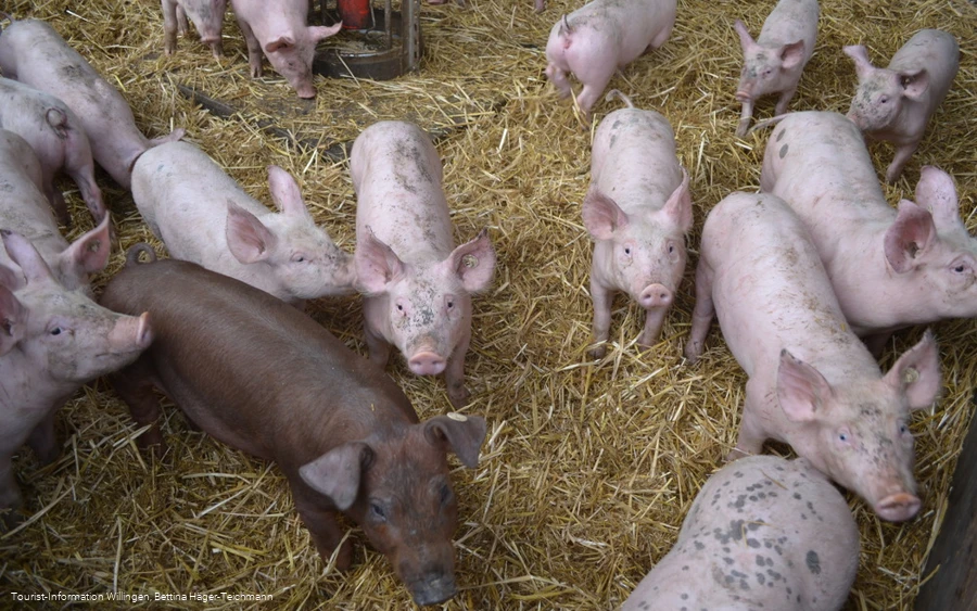 Schweine der Familie Helwig.JPG