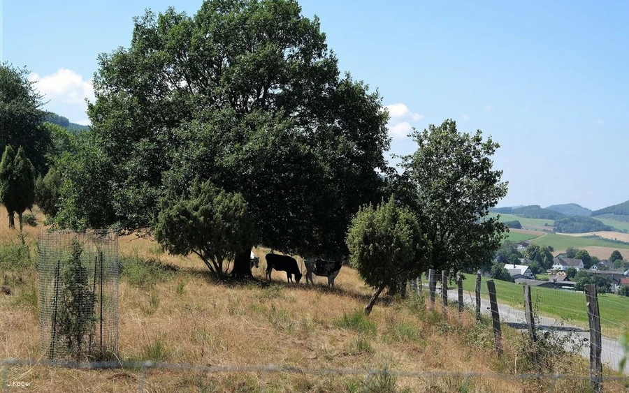 Kühe in der Heide