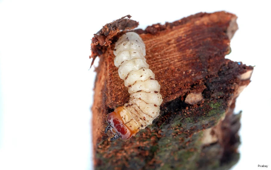 Close-up of a bark beetle on a piece of bark.