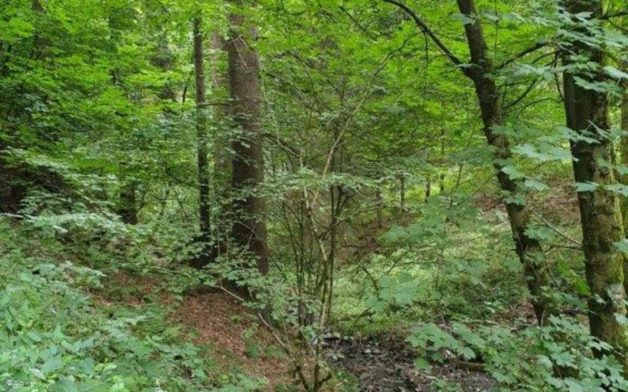 Waldbaden-eingetaucht im Wald (Foto G.Slowek).jpg