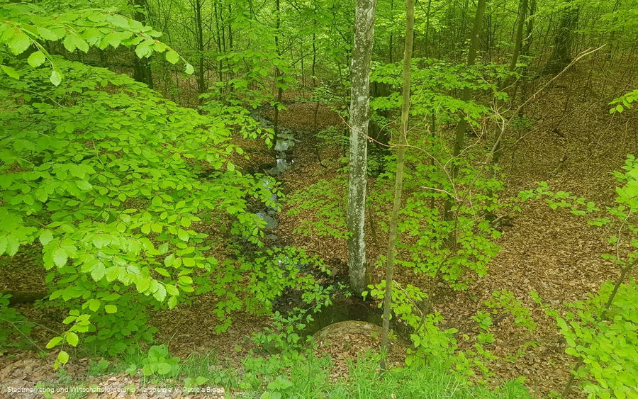 Bredelar, Naturschutzgebiet Forst Bredelar