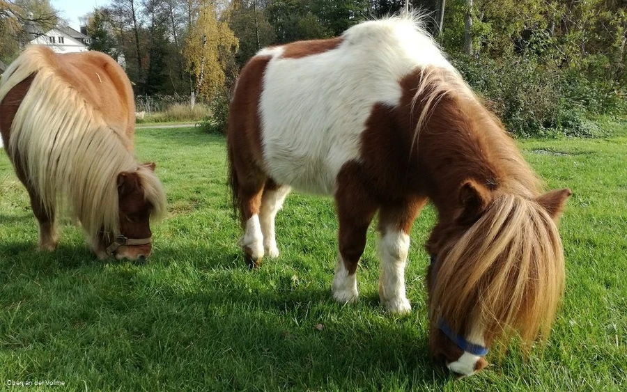 Zutraulich und liebevoll