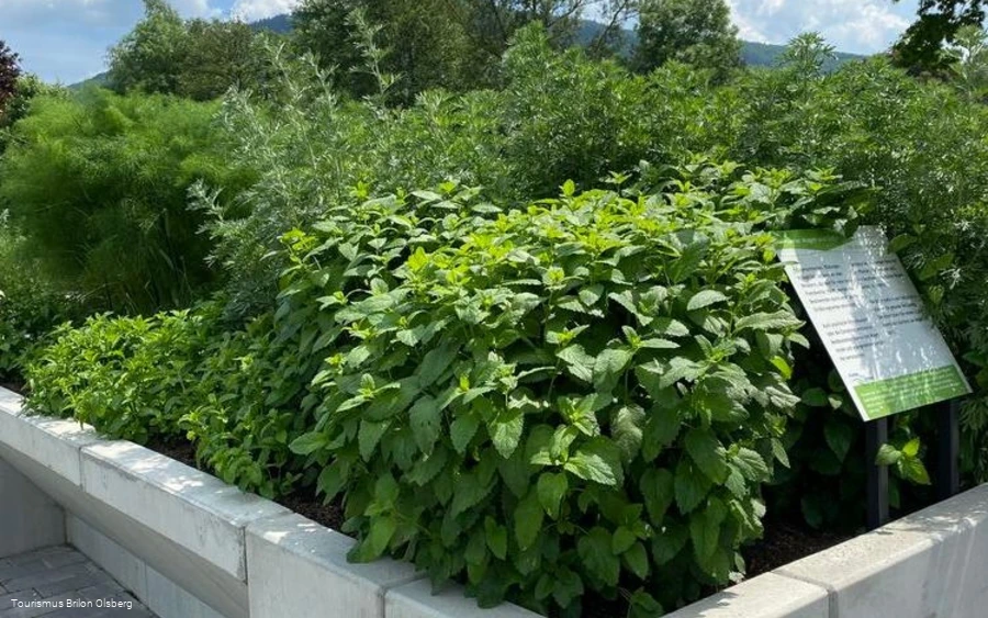 Kräutergarten Kräutergarten