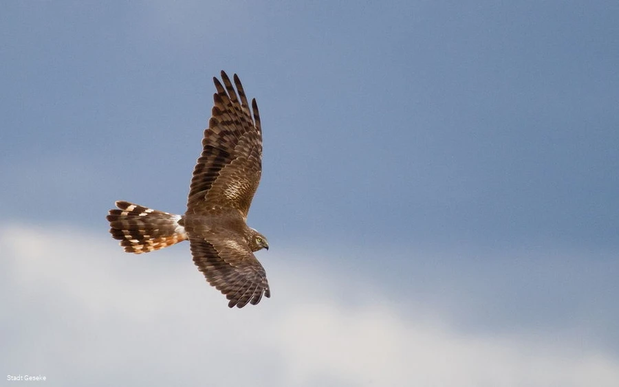 Wiesenweihe Weibchen