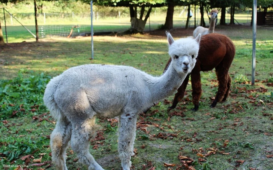 Unglaublich neugierig