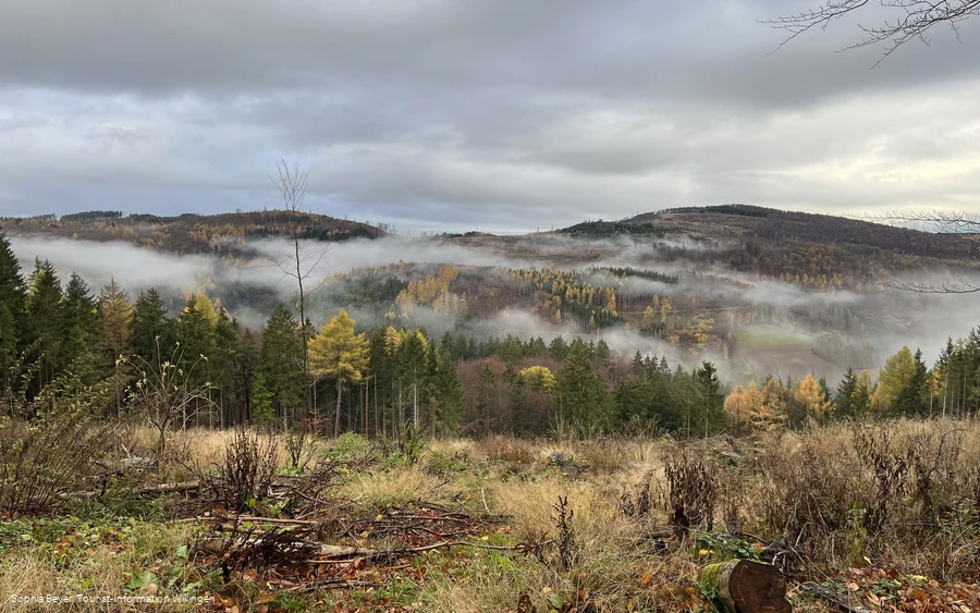 Nebel über dem Wald bei Rattlar