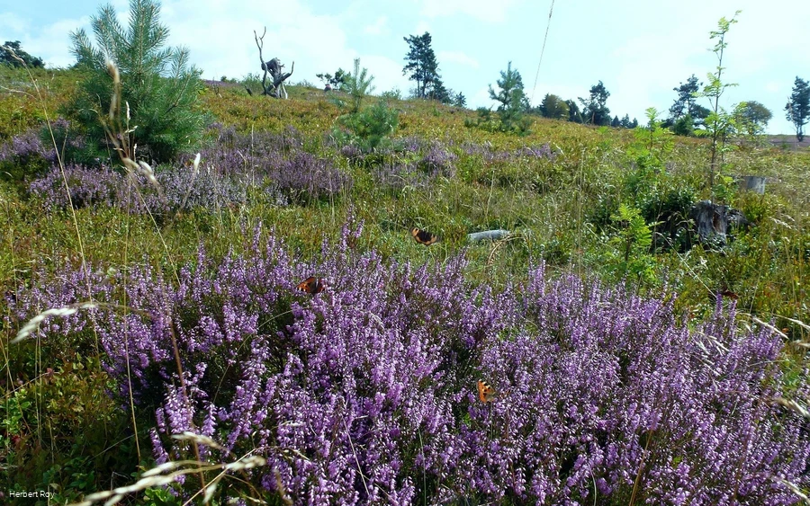 Heide auf dem Osterkopf 