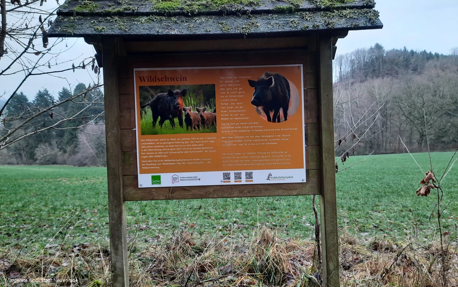 Infotafel Wildschweinweg ©M.Kind.jpg