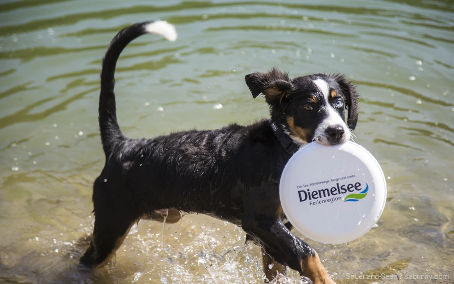 Dog playing in the water with frisbee at Diemelsee in Sauerland